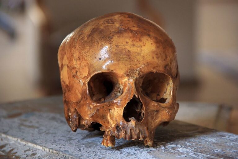 В Колпино нашли череп человека