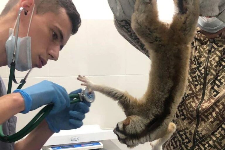 Петербуржский Айболит спасает жизни экзотических животных