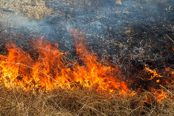 Жители Петербурга опасаются массовых пожаров из-за разбросанного на газонах сухого сена