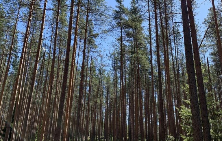 Смольный ни на что не реагирует — активист Литвинов оценил вероятность отклонения чиновниками планов на вырубку леса в Зеленогорске