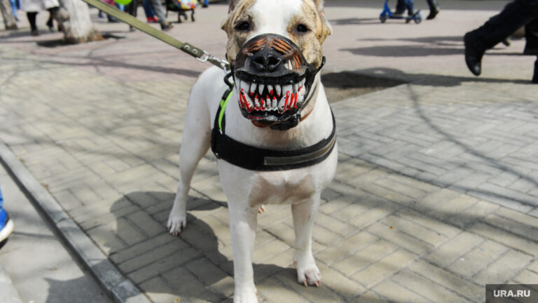 Владельцев собак хотят штрафовать в Петербурге за небезопасный выгул