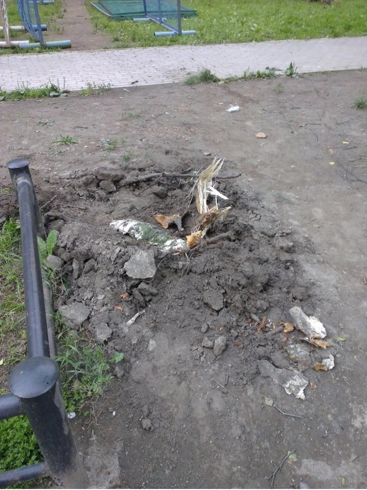 Обещанное Смольным «благоустройство» может обернуться уничтожением растений и деревьев в Петербурге