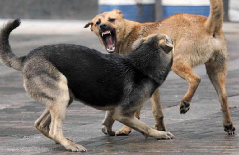 Бездомные собаки нападают на жителей Петербурга, пока Беглов организовывает праздники вместо приютов