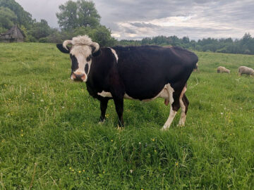 Тверской фермер вывел уникальную породу коров, устойчивых к морозам и гнусу