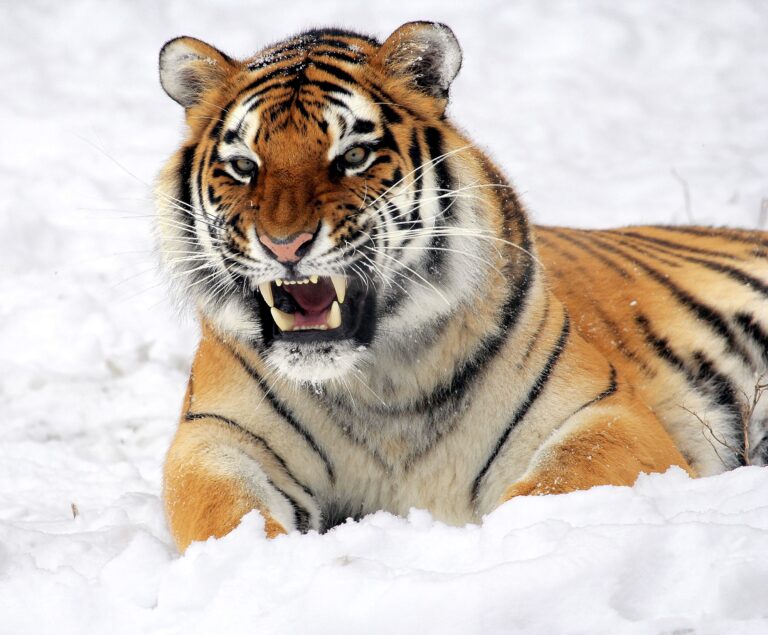 UrduPoint: Россия и Китай открыли лабораторию для изучения и спасения амурского тигра